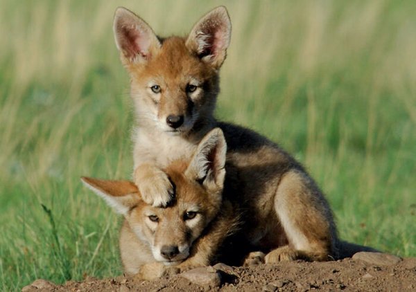 Dangerously But Cute Animals (30 pics)