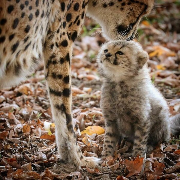 Dangerously But Cute Animals (30 pics)