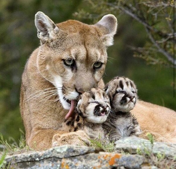 Dangerously But Cute Animals (30 pics)