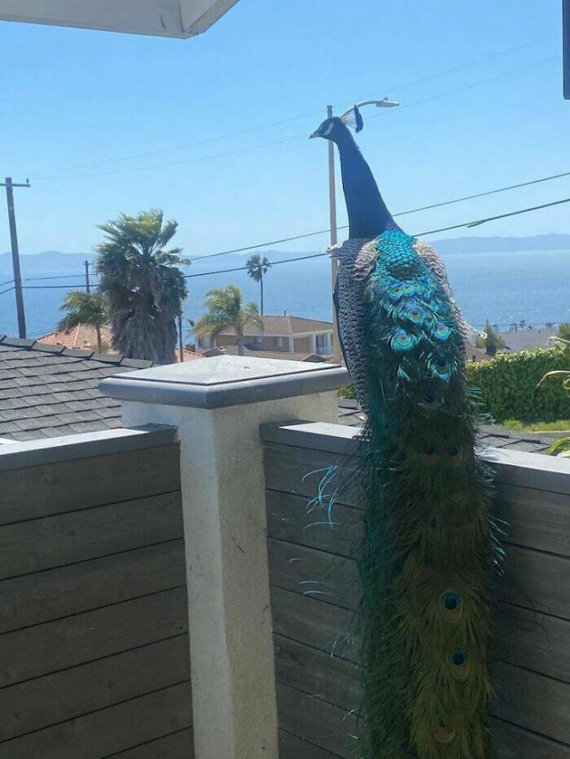 Amazing Views (48 pics)