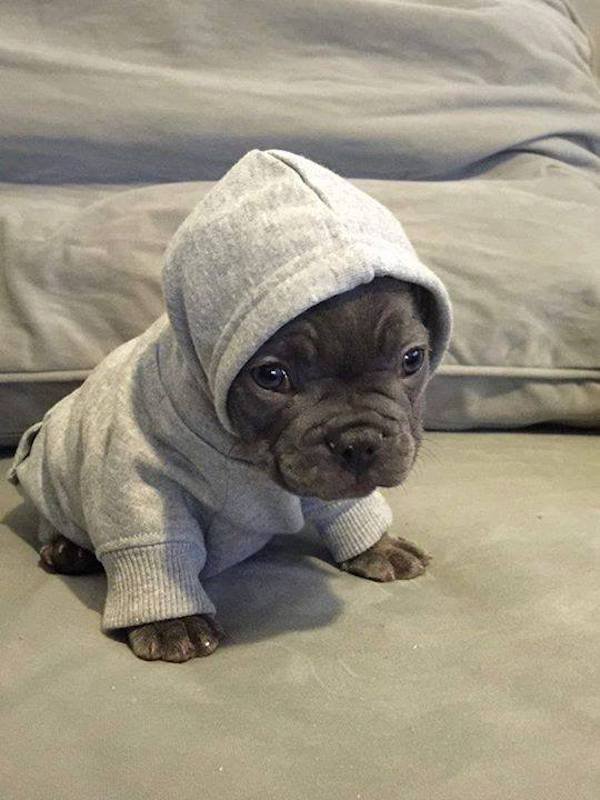 Funny Animals (49 pics)