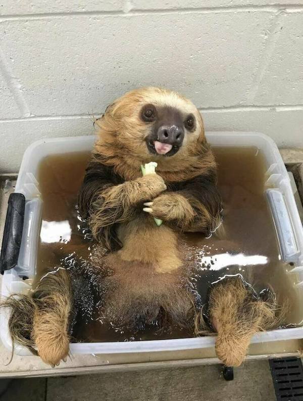 Funny Animals (49 pics)