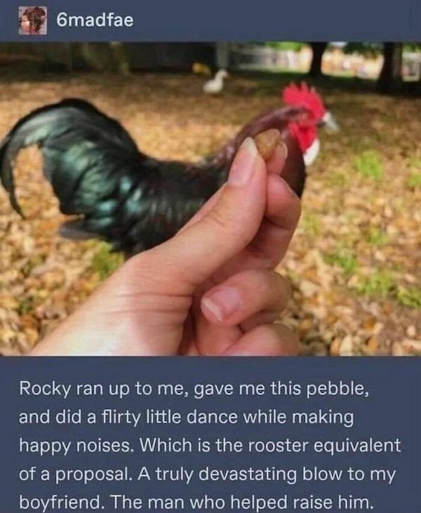 Funny Animals (49 pics)