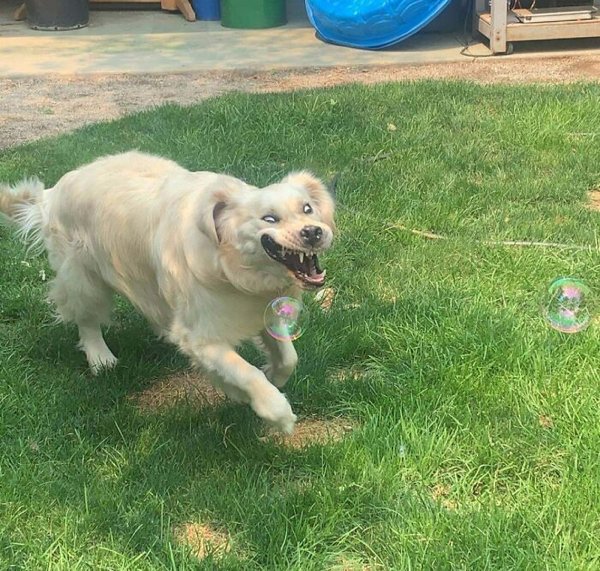 Unsuccessful Animal Photos (29 pics)