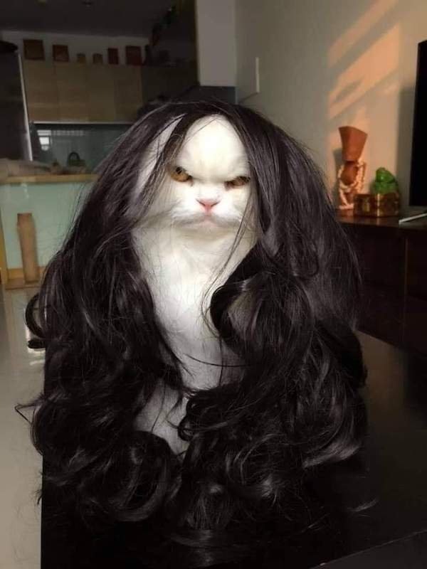 Funny Animals (49 pics)