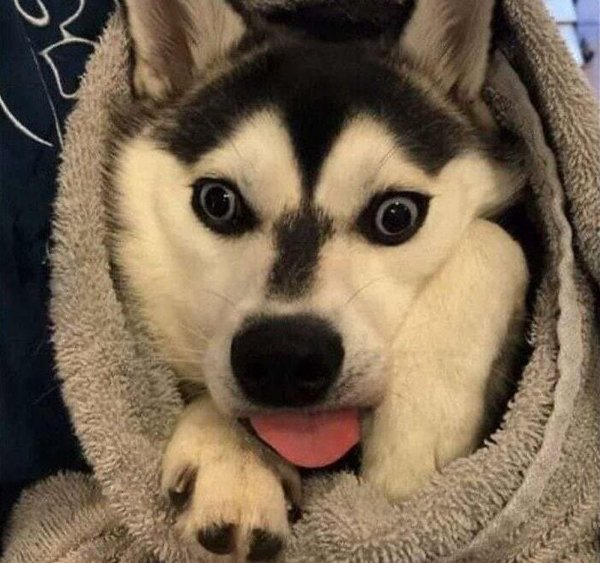 Unsuccessful Animal Photos (29 pics)