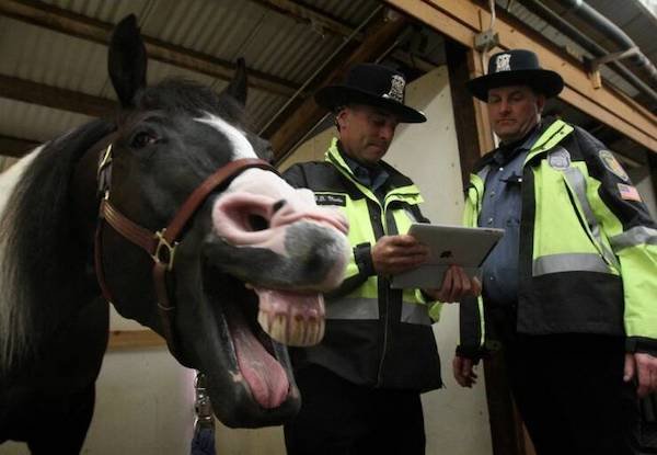 Funny Animals (49 pics)