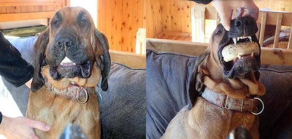Funny Animals (49 pics)
