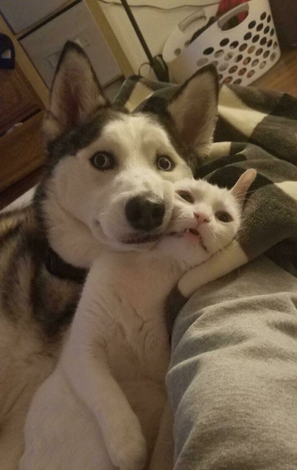Unsuccessful Animal Photos (29 pics)