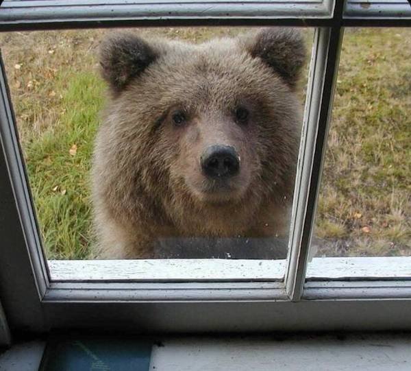 Funny Animals (49 pics)