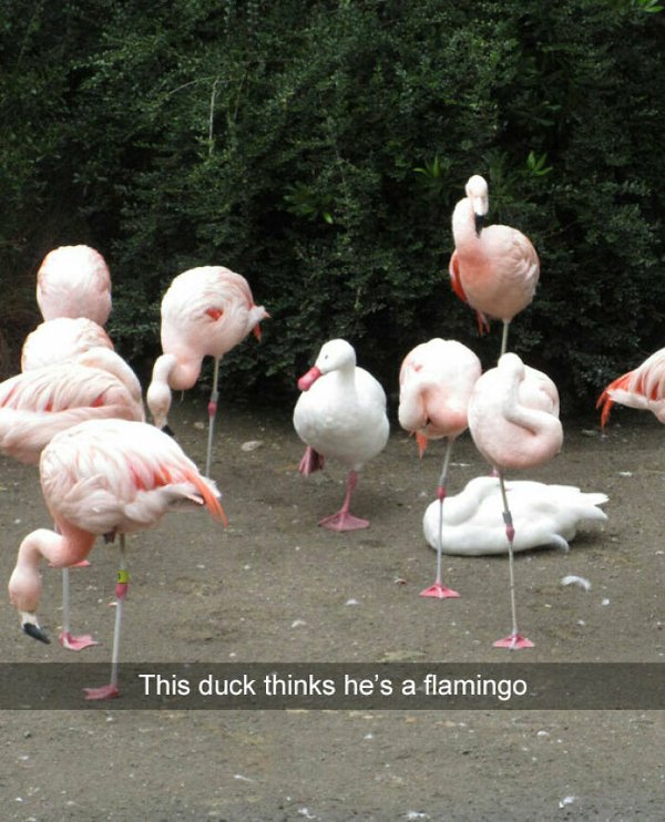Unsuccessful Animal Photos (29 pics)