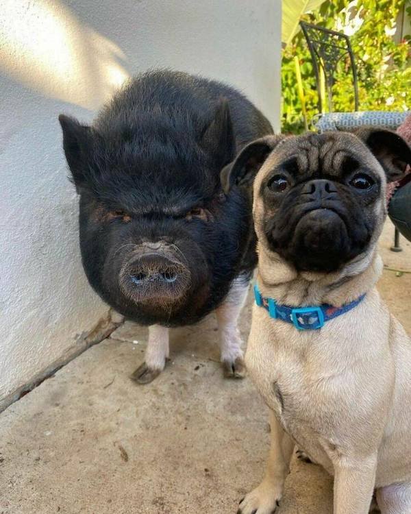 Funny Animals (49 pics)