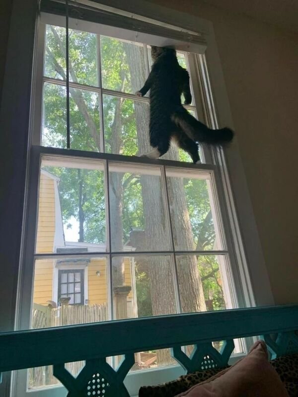 Funny Animals (49 pics)