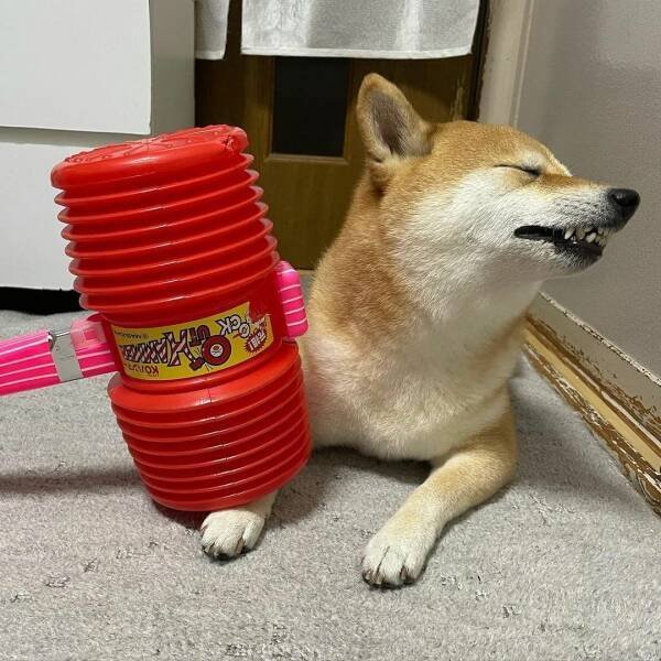 Funny Animals (49 pics)