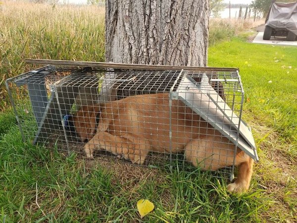 Unsuccessful Animal Photos (29 pics)