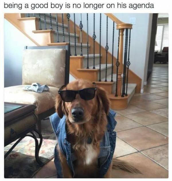Funny Animals (49 pics)