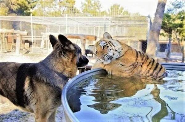 Funny Animals (49 pics)