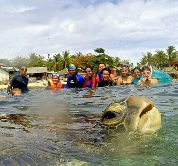 Unsuccessful Animal Photos (29 pics)