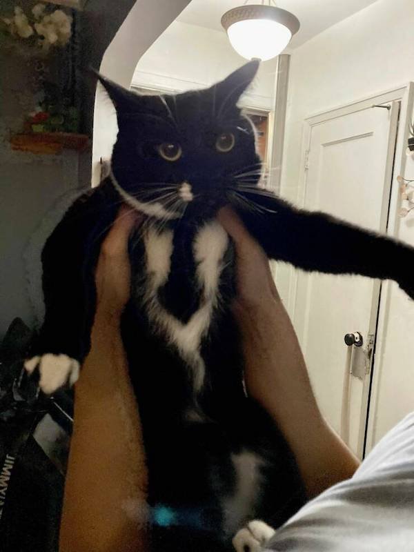 Funny Animals (49 pics)