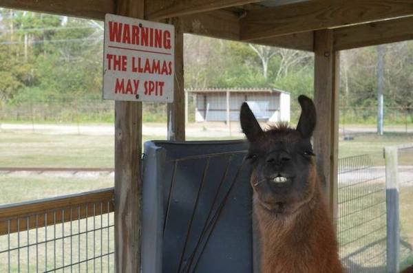 Funny Animals (49 pics)