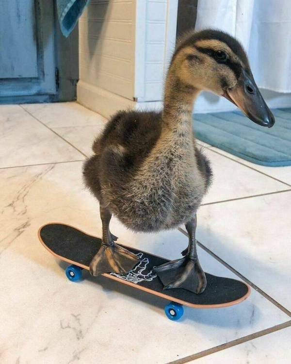 Funny Animals (49 pics)