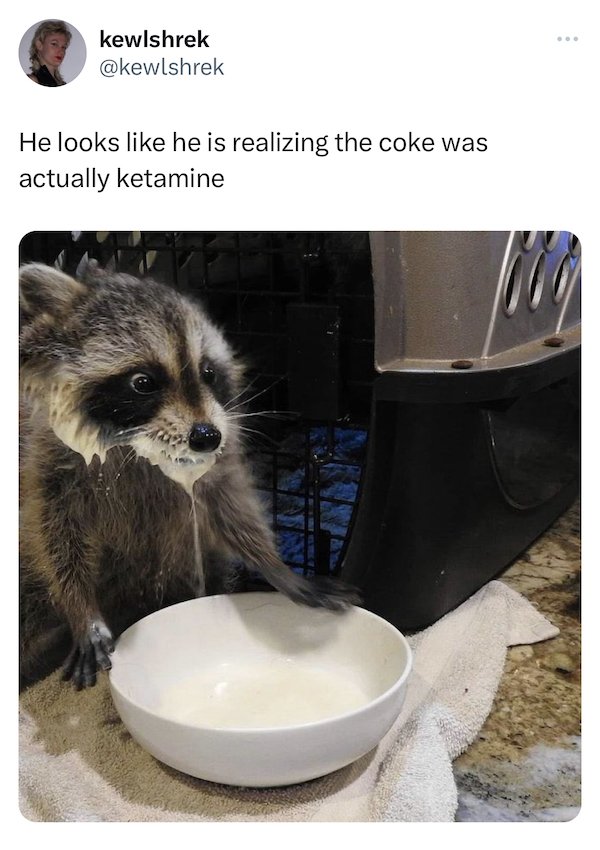 Funny Animals (49 pics)