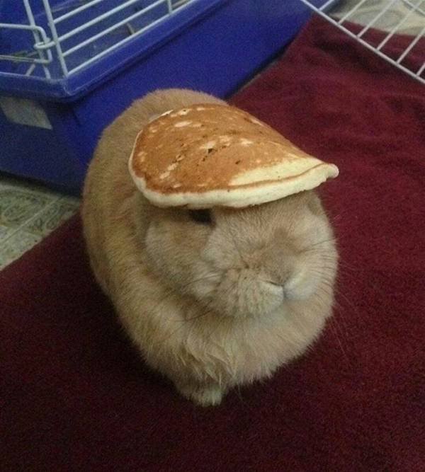 Funny Animals (49 pics)