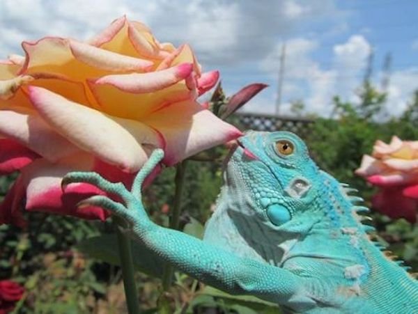 Funny Animals (49 pics)