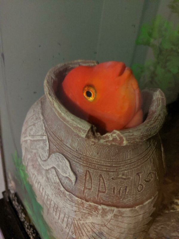 Unsuccessful Animal Photos (29 pics)