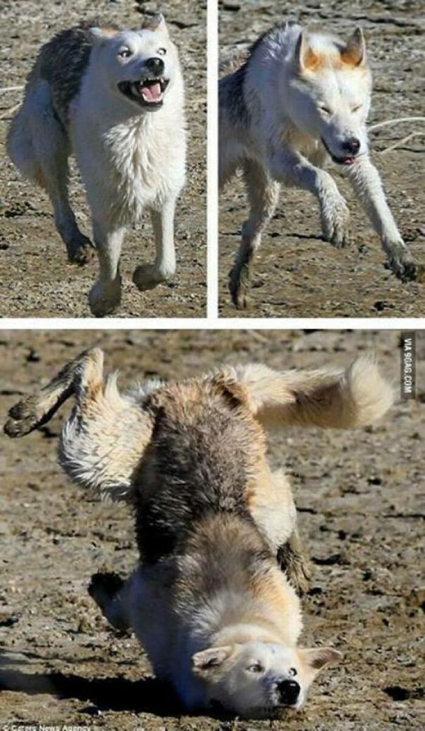 Unsuccessful Animal Photos (29 pics)