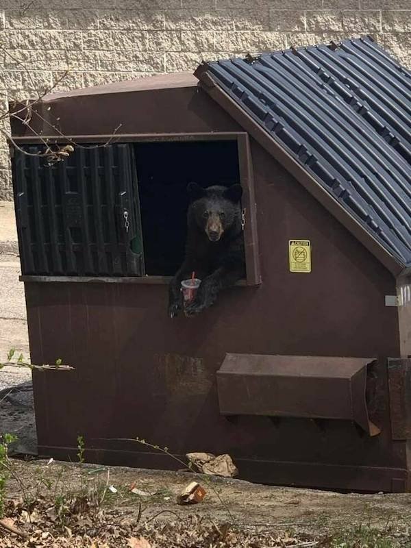 Funny Animals (49 pics)