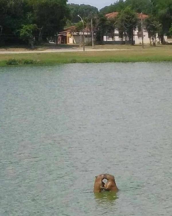 Funny Animals (49 pics)