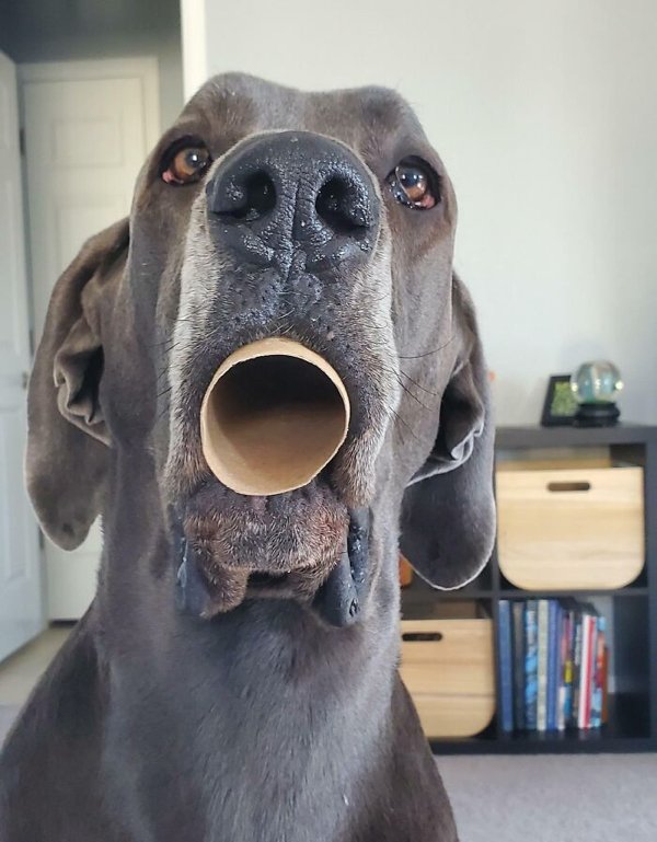 Unsuccessful Animal Photos (29 pics)