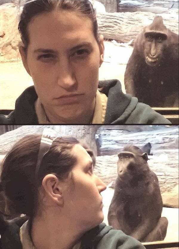 Funny Animals (49 pics)