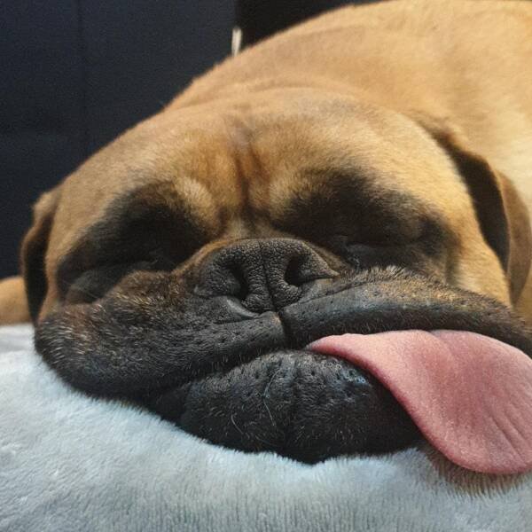 Funny Animals (49 pics)