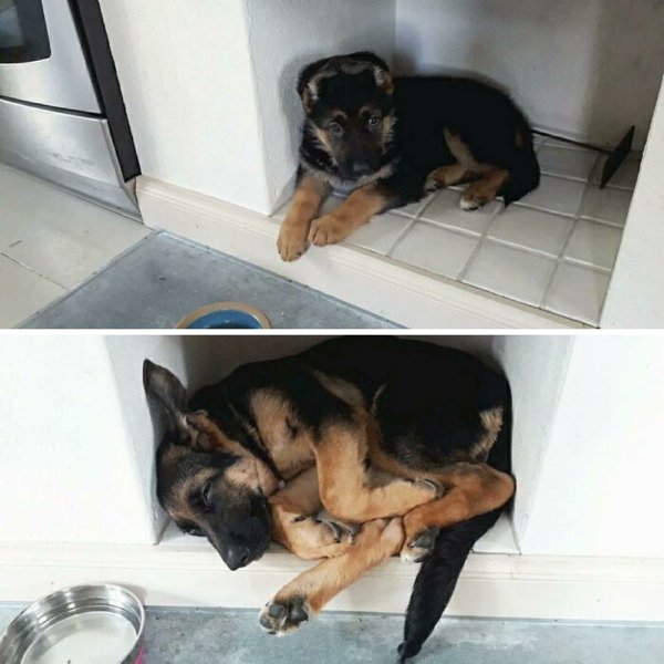 Unsuccessful Animal Photos (29 pics)