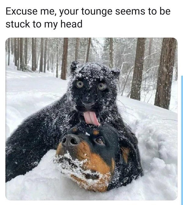 Funny Animals (49 pics)