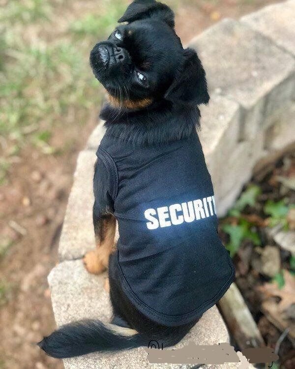 Funny Animals (49 pics)