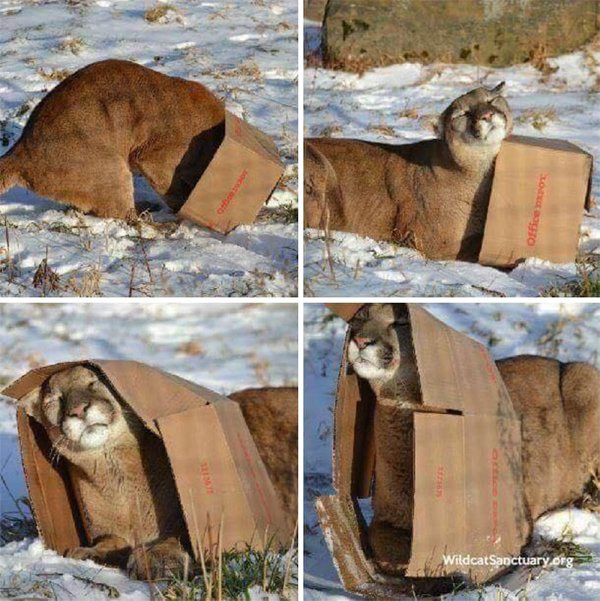 Unsuccessful Animal Photos (29 pics)