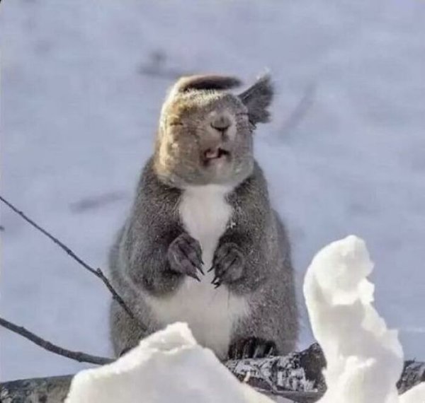 Unsuccessful Animal Photos (29 pics)