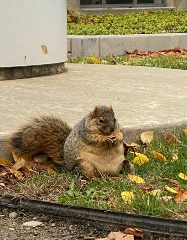 Funny Animals (49 pics)