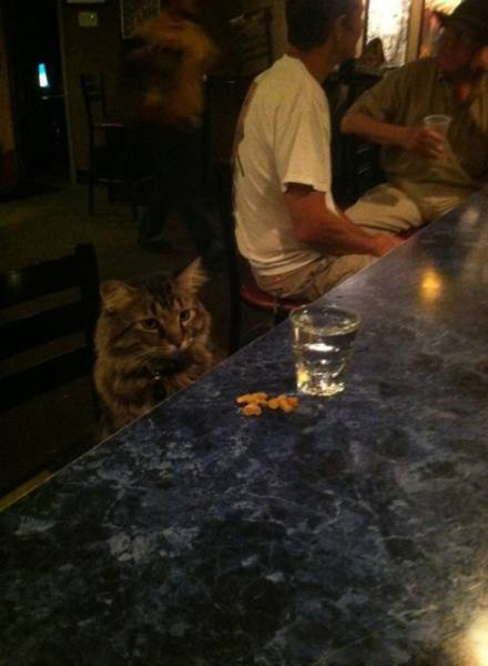 What Is Going On Here? (51 pics)