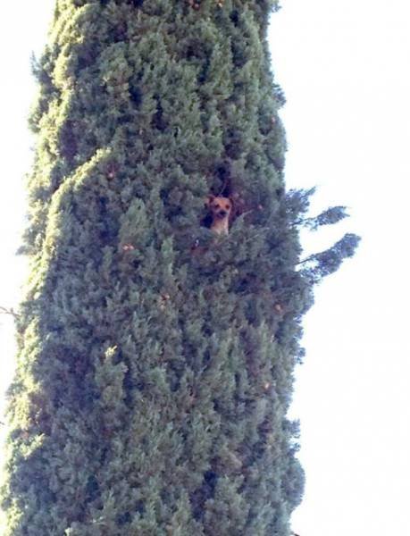 What Is Going On Here? (51 pics)