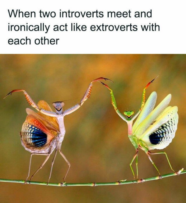 Memes For Introverts (48 pics)
