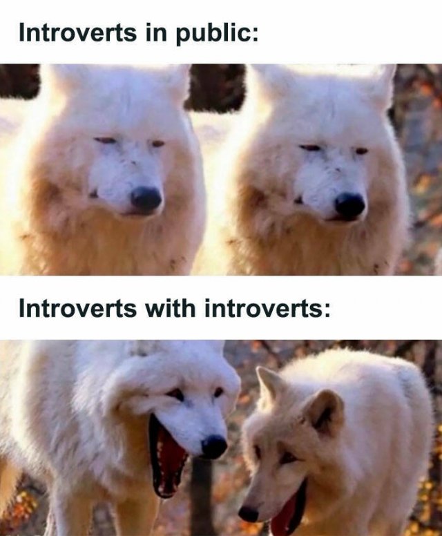 Memes For Introverts (48 pics)