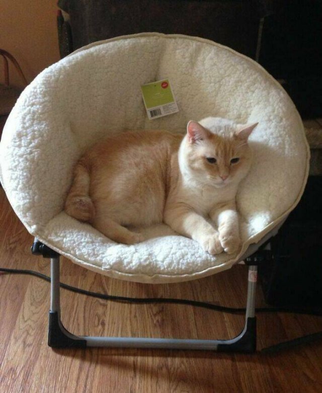 Funny And Jealousy Pets (49 pics)