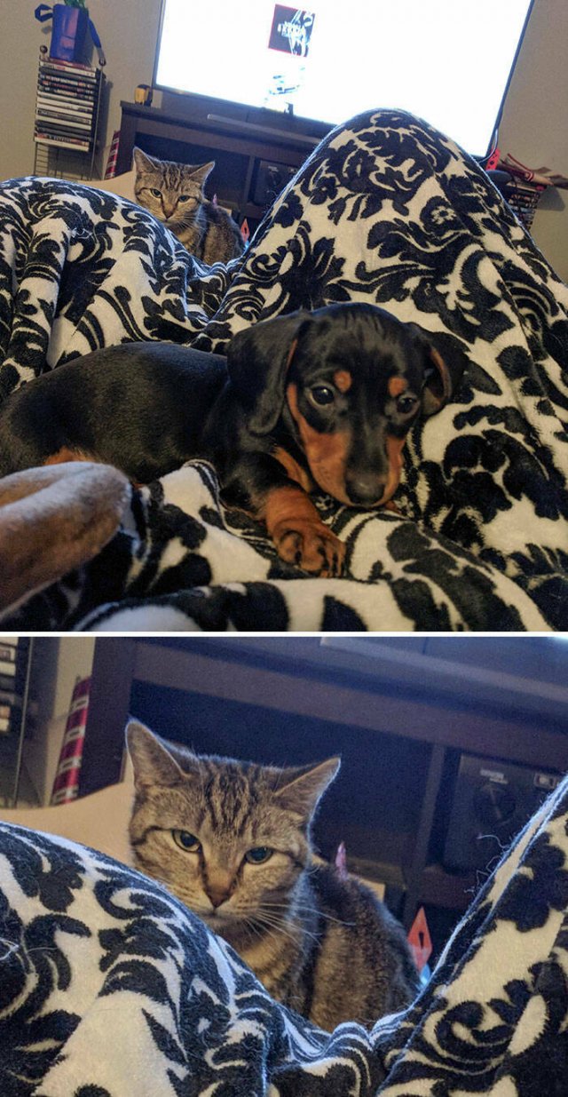 Funny And Jealousy Pets (49 pics)