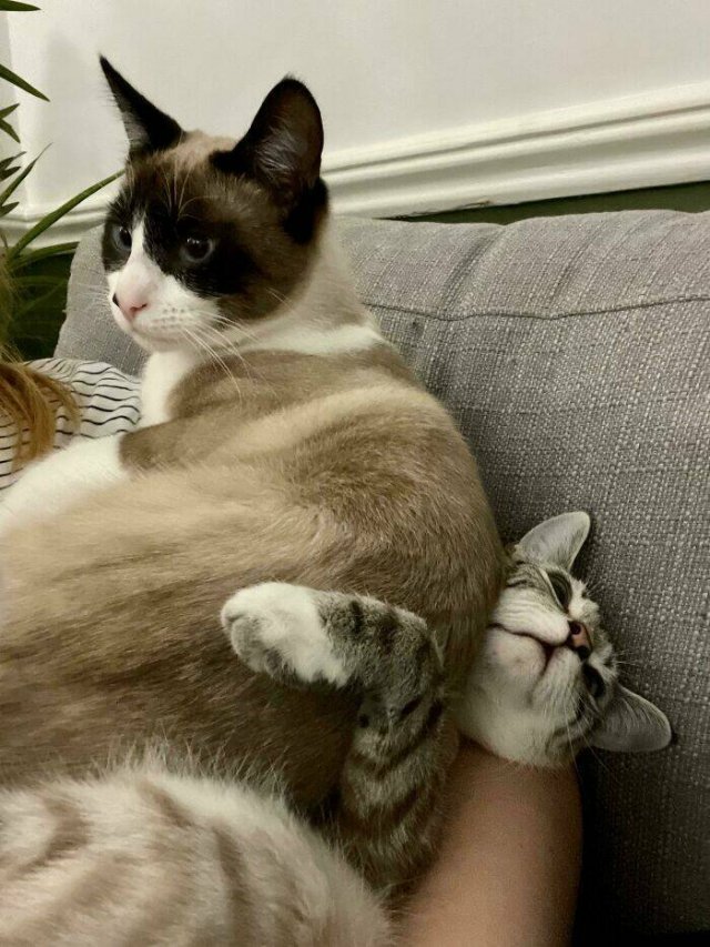 Funny And Jealousy Pets (49 pics)