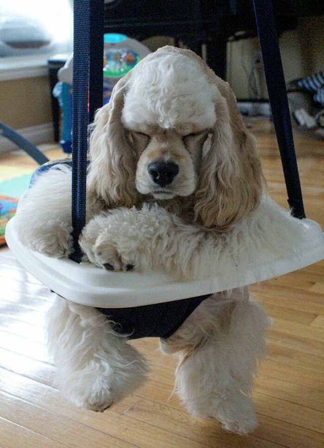 Funny And Jealousy Pets (49 pics)