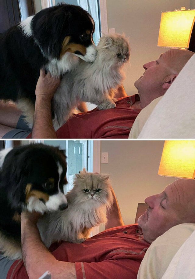 Funny And Jealousy Pets (49 pics)